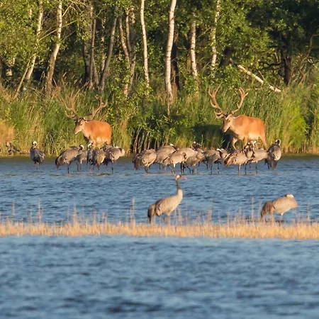 Апартаменты Maribell *