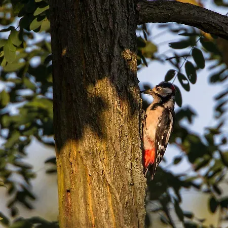 Апартаменты Maribell Jabel